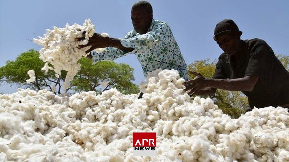 APRNEWS: Production cotonnière en Afrique – Le Mali détrône le Bénin pour la campagne 2023-2024