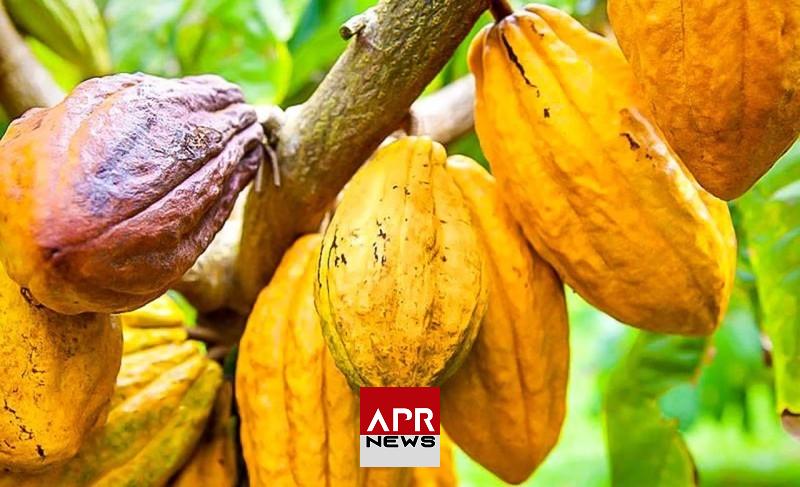 APRNEWS: Côte d’Ivoire – Les exportations de cacao repassent les 2 000 milliards FCFA de recette