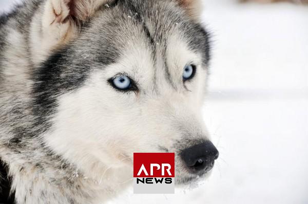 APRNEWS: France – Un nourrisson de 5 jours meurt après avoir été mordu par le Husky de sa grand-mère