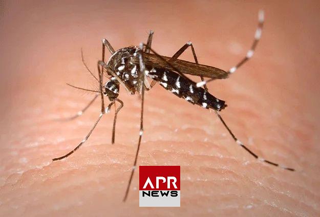 APRNEWS : Aedes Aegypti, ce moustique peut nous traquer même la nuit…grâce à une « vision nocturne » infrarouge