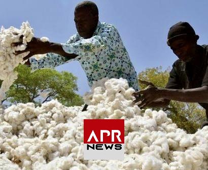 APRNEWS : Le Mali devient le premier producteur africain de coton