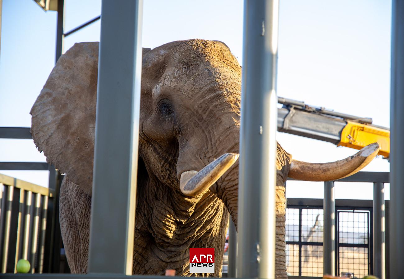 APRNEWS : Afrique du Sud – « Charley » l’éléphant part enfin à la retraite à 42 ans