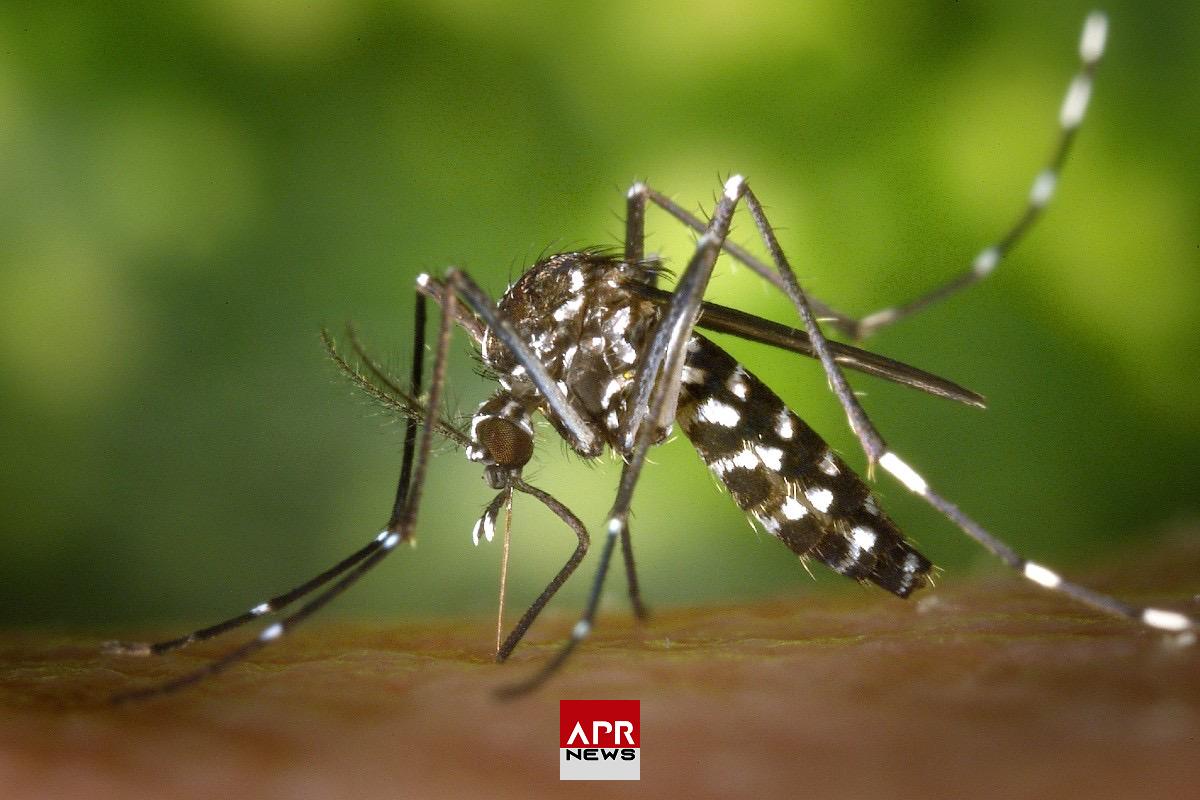 APRNEWS : Centrafrique – épidémie de dengue à Bangui avec 13 cas confirmés