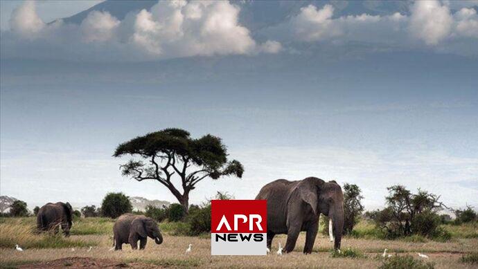 APRNEWS : Le Zimbabwe va abattre des éléphants pour lutter contre la sécheresse et les pénuries alimentaires