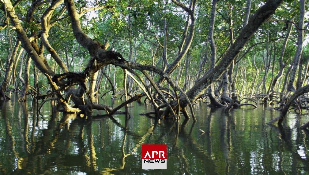 APRNEWS : Mozambique – Le plus grand projet de restauration de mangrove en Afrique