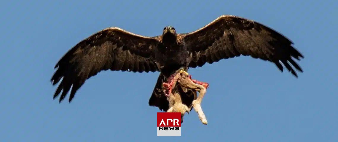 APRNEWS: Norvège- Un aigle royal prend une petite fille