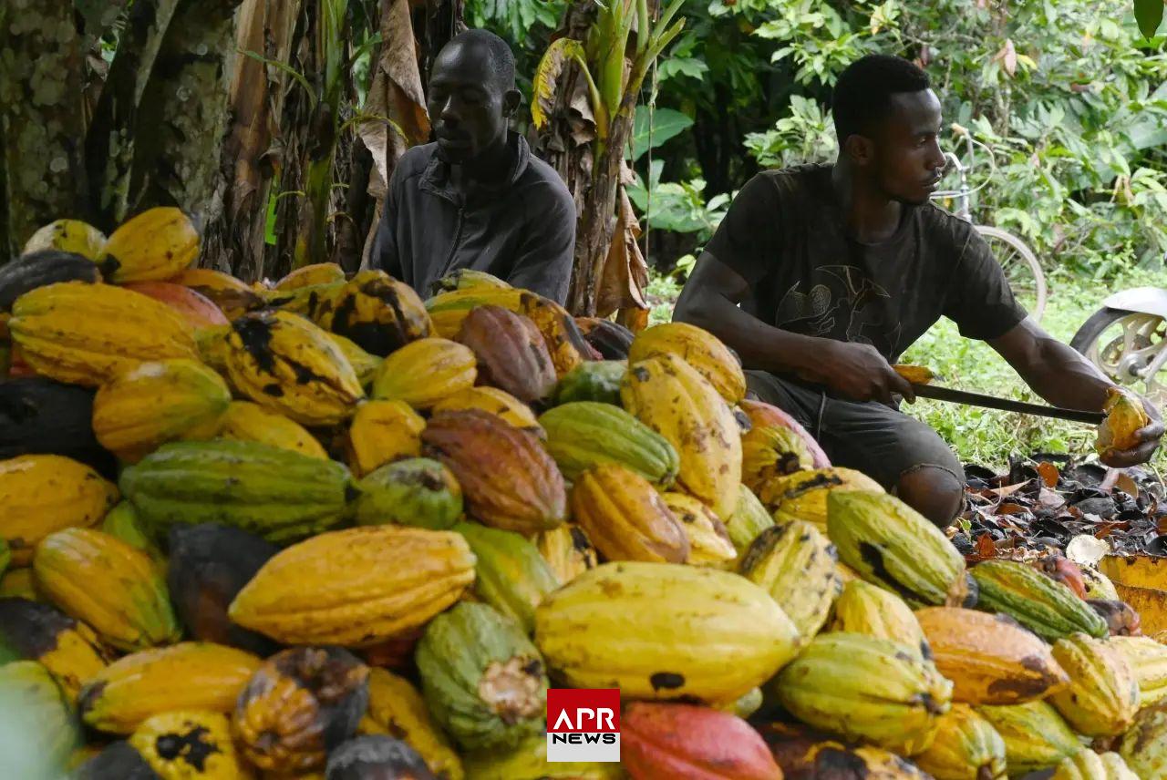 APRNEWS: Le Ghana, deuxième producteur mondial de cacao, annonce une augmentation de 45% du prix des fèves