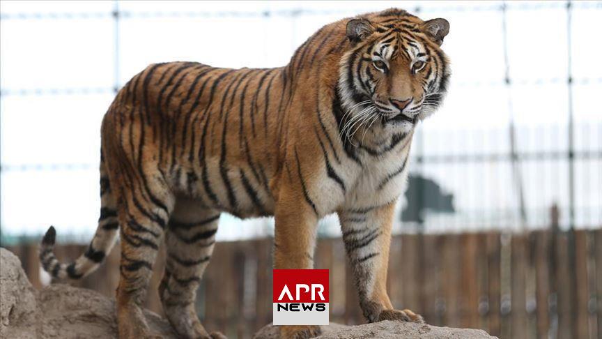 APRNEWS: Vietnam – 47 tigres tués par la grippe aviaire en deux mois