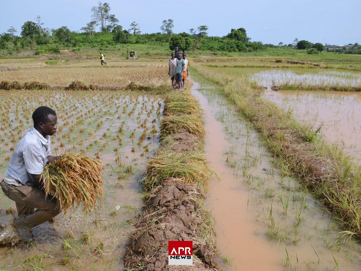 APRNEWS: L’Afrique de l’Ouest vise l’autosuffisance en riz