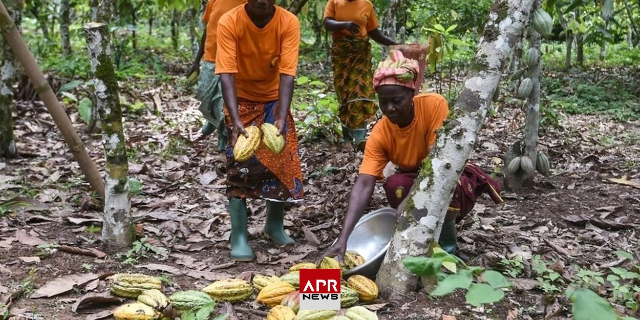 APRNEWS: Record – Le Cacao dépasse les 12 000 $ la tonne !