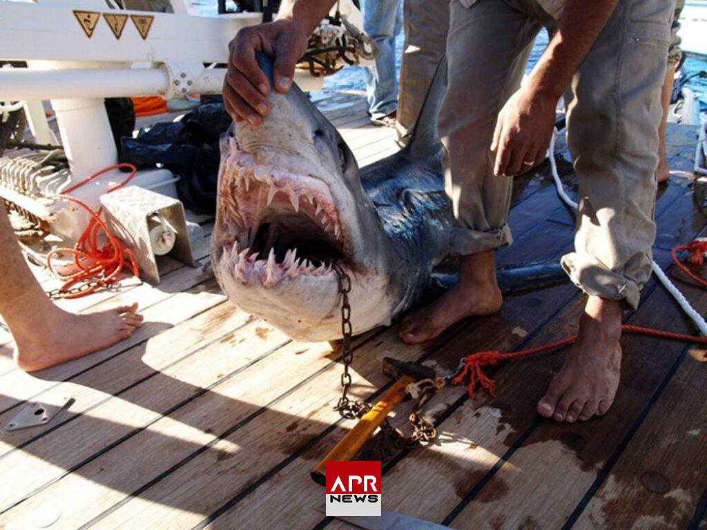 APRNEWS: Égypte – Un touriste tué par un requin en mer Rouge APRNEWS: Égypte – Un touriste tué par un requin en mer Rouge