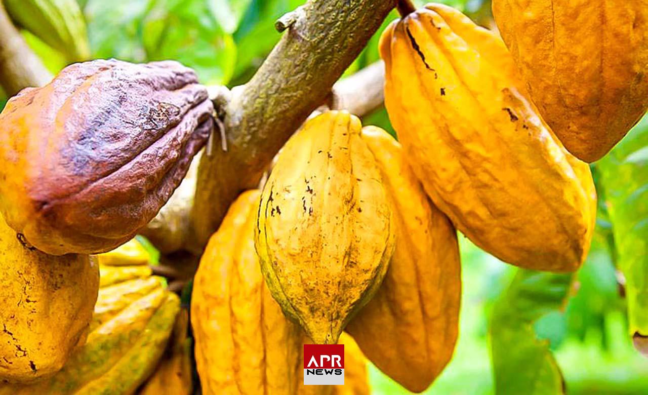 APRNEWS: Les cours du cacao s’envolent – Une réaction aux conditions climatiques en Côte d’Ivoire APRNEWS: Les cours du cacao s’envolent – Une réaction aux conditions climatiques en Côte d’Ivoire