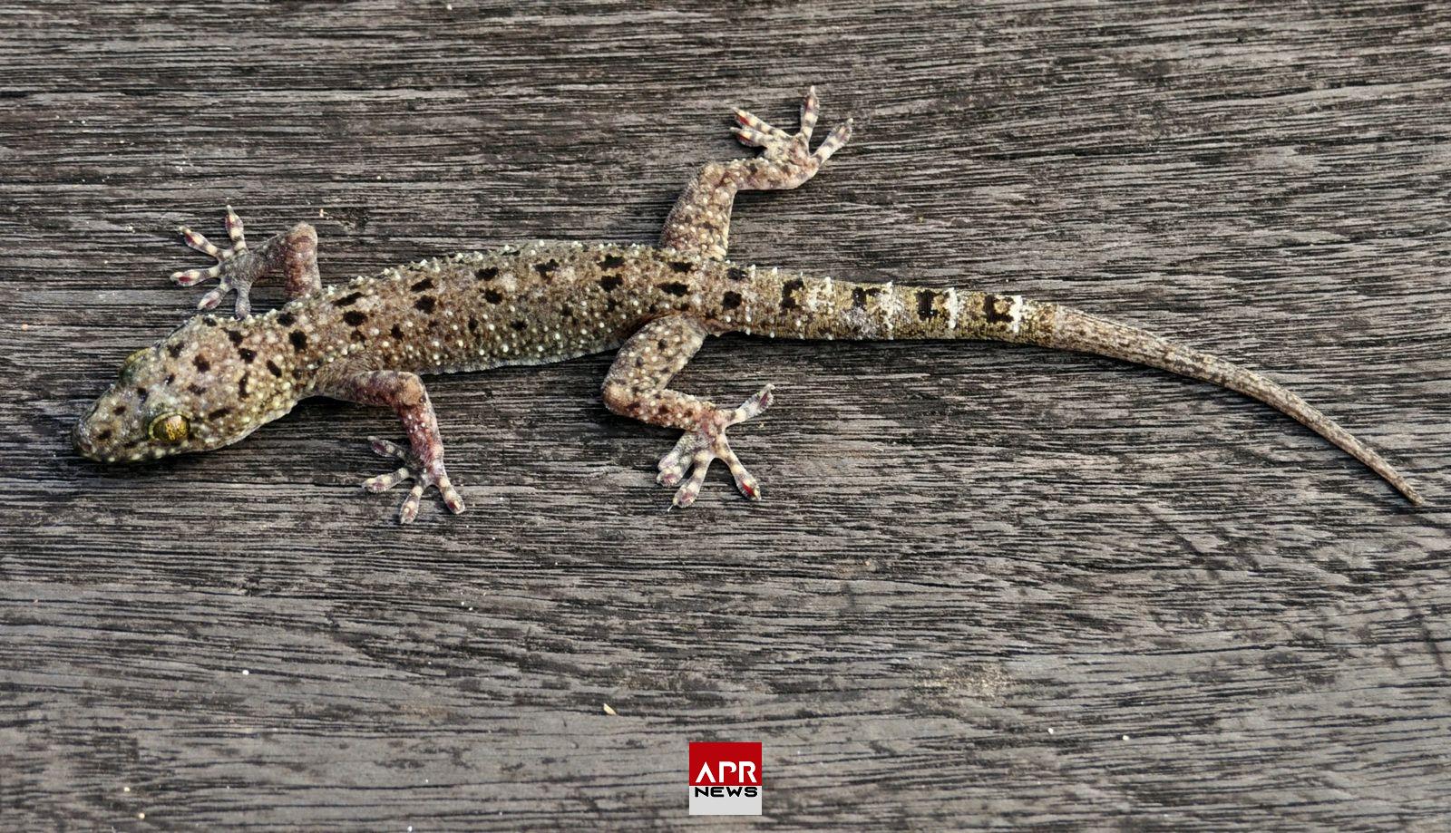 APRNEWS: Pourquoi les salamandres ne supportent-elles pas le vinaigre ? APRNEWS: Pourquoi les salamandres ne supportent-elles pas le vinaigre ?