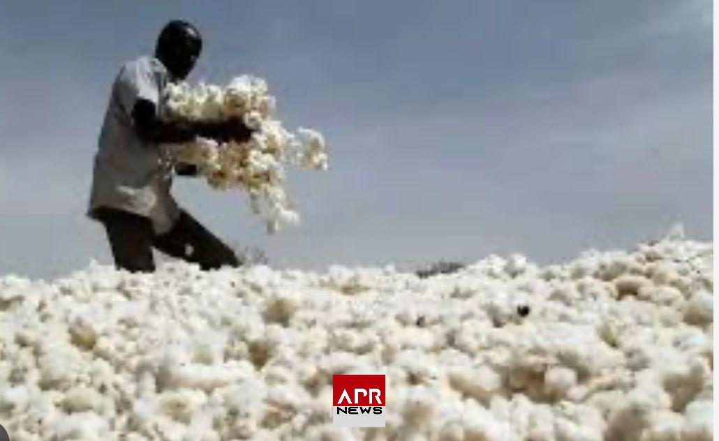 APRNEWS: En 2024/2025, le Bangladesh a acheté 41 % de son coton depuis l&rsquo;Afrique