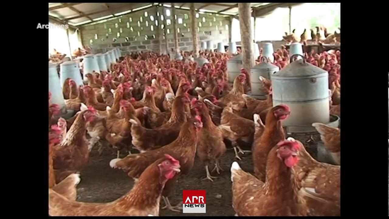 APRNEWS: Augmentation imminente des prix du poulet en Côte d’Ivoire en raison d’une TVA de 18% APRNEWS: Augmentation imminente des prix du poulet en Côte d’Ivoire en raison d’une TVA de 18%